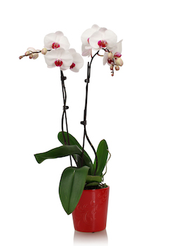 Tus 8 preguntas más importantes sobre el cuidado de las orquídeas respondidas en vídeo