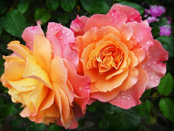 Datos fascinantes sobre tus rosas favoritas