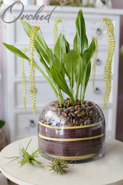 Dendrochilum, la delicada orquídea de Filipinas