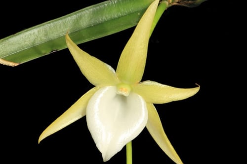 Descubre 5 tipos diferentes de orquídeas