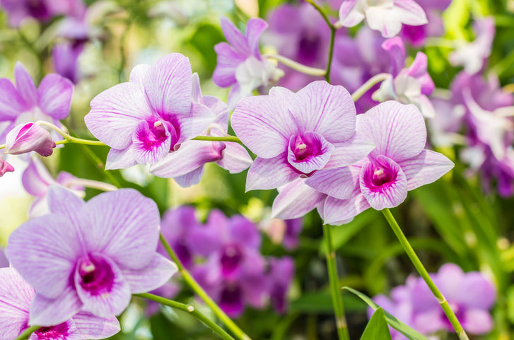 El padre de las orquídeas tailandesas se despide a los 95 años