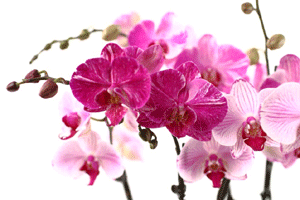 El significado de las orquídeas.