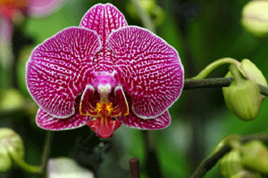 El uso de orquídeas en medicina.