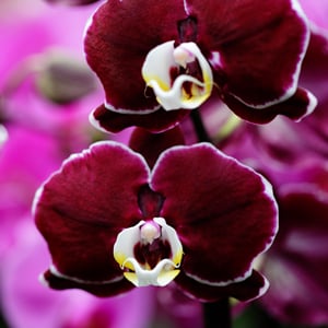 Elige la decoración de orquídeas adecuada para transformar tu espacio