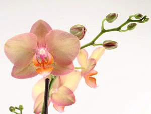 Embellecer las orquídeas inactivas