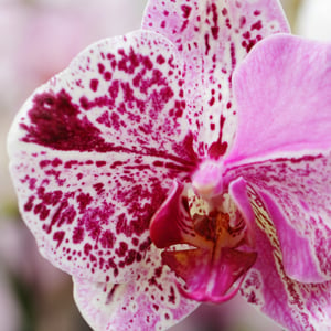 Especies únicas de orquídeas Phalaenopsis para los amantes de las orquídeas aventureros