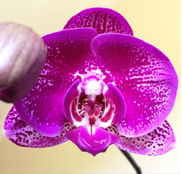 Estas 6 fotos de orquídeas Phalaenopsis te sorprenderán