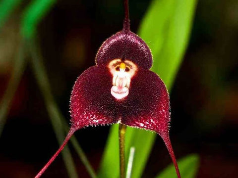 Extraño pero maravilloso: las orquídeas con cara de mono
