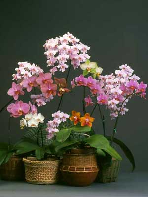 Ficha de cultivo de Phalaenopsis para principiantes.