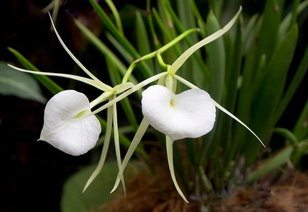 Orquídea Brassavola, La Dama de la Noche