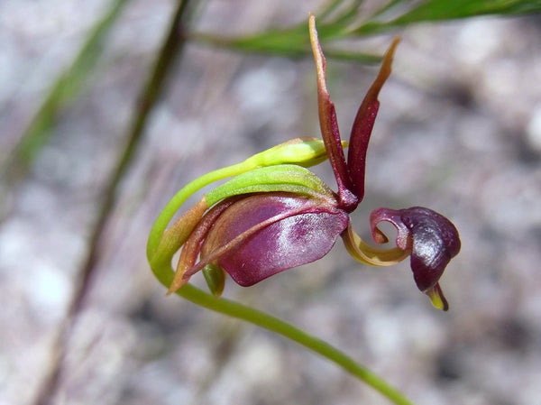 Caleana, Orquídeas Pato Volador - Orchid Republic
