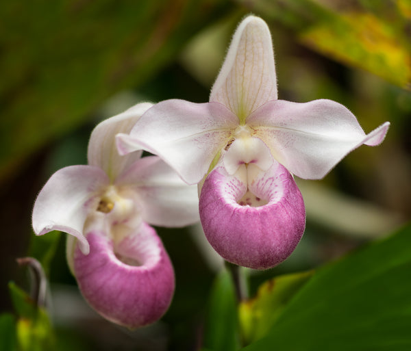 Hermosas y delicadas orquídeas zapatilla de dama.