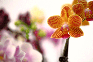 Historia de las epífitas: orquídeas Phalaenopsis