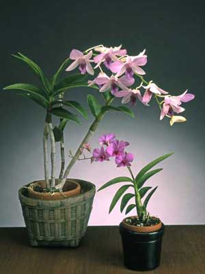 Hoja de cultivo de Dendrobium para principiantes.