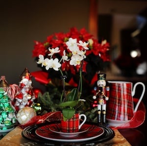 Cómo decorar tus orquídeas para la temporada navideña