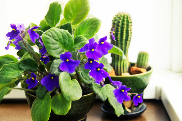 20 plantas de interior con flores para tu hogar
