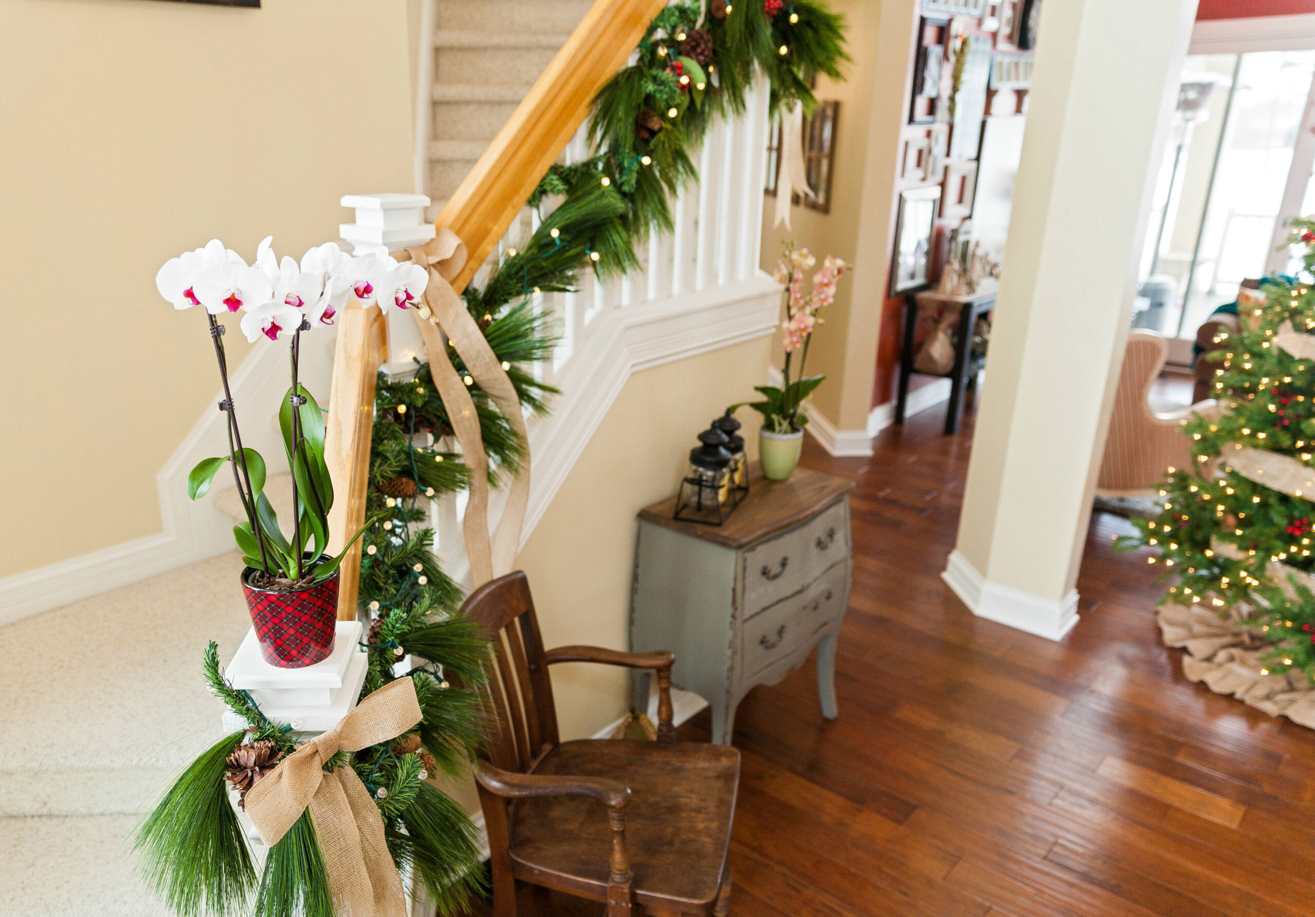 Haz que tu hogar se sienta festivo con estas sencillas plantas de interior