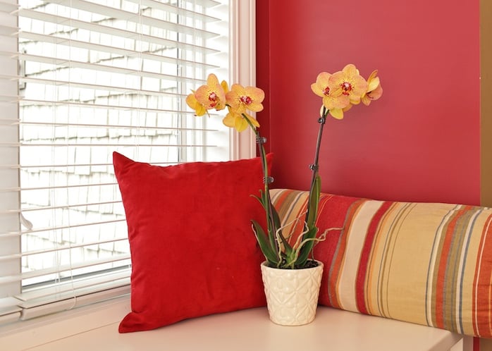 Ilumina tus decoraciones primaverales con las orquídeas Phalaenopsis