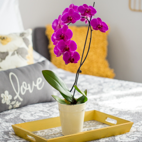Regístrese para recibir recordatorios gratuitos sobre el riego de orquídeas con su San Valentín