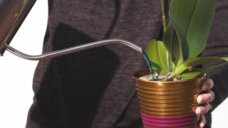 5 consejos de fertilización de orquídeas para mantener tu planta sana