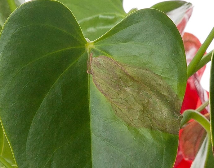 ¿Por qué las hojas de mi planta de interior se vuelven marrones?