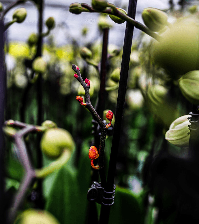 Cuidados de las orquídeas: ¿Es normal la pérdida de flores?
