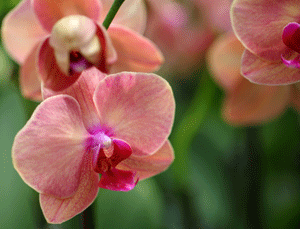 La búsqueda de orquídeas silvestres recuerda los viajes de los cazadores de orquídeas victorianos.