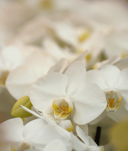 La creciente tendencia de utilizar orquídeas en las bodas