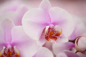 La hibridación dio como resultado orquídeas Phalaenopsis de fácil cuidado