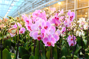 Las 10 orquídeas más populares (Parte 2)
