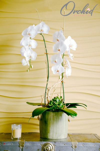 Las flores alivian el dolor después de la cirugía | República de las orquídeas
