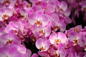 Lo que los amantes de las orquídeas deben saber sobre los fertilizantes