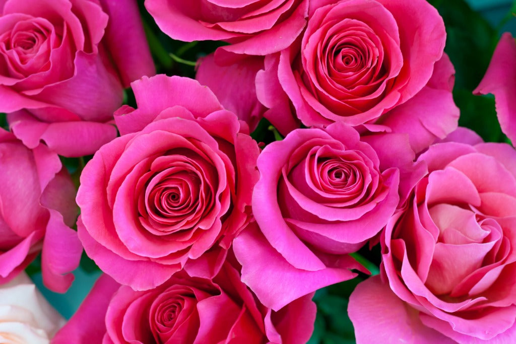 Los Oscar se llenan de 40.000 rosas para Bette Midler