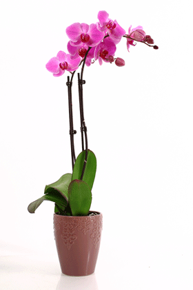 Materiales inusuales agregados a la mezcla para macetas de orquídeas Phalaenopsis