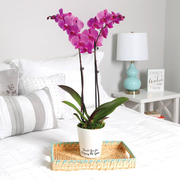 Regalo de orquídeas casero para el Día de la Madre