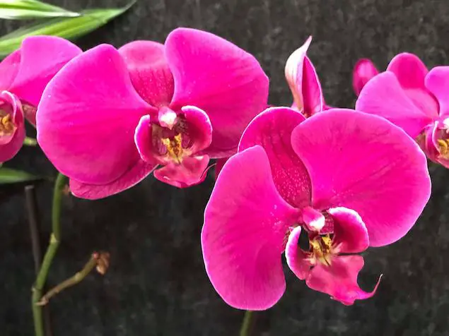 Los insectos pueden afectar el renacimiento de las orquídeas