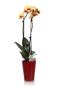 No tengas miedo de cuidar una orquídea Phalaenopsis, parte 1 de 2
