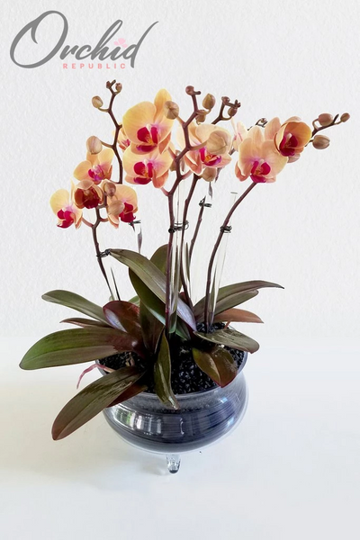 Nuestras orquídeas favoritas para mesas de otoño
