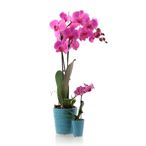 5 cosas que probablemente no sabías sobre las orquídeas Phalaenopsis