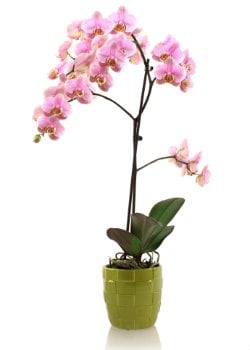 ¿Le estás dando demasiada o muy poca agua a tu orquídea Phalaenopsis?