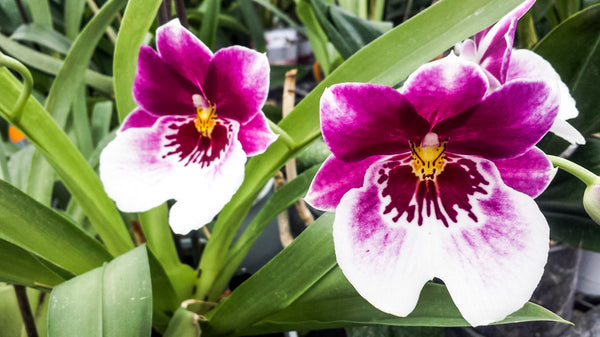 Orquídeas Pensamiento: Miltonia vs. Orquídeas Miltoniopsis