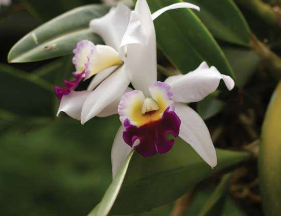 Orquídeas Odontoglossum, orquídeas en spray de larga duración