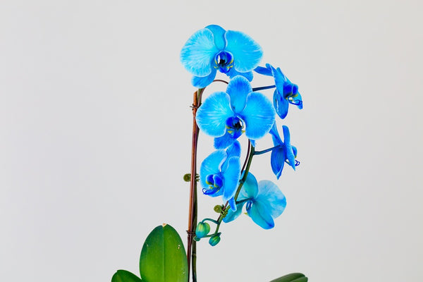 Orquídeas azules, ¿existen realmente?