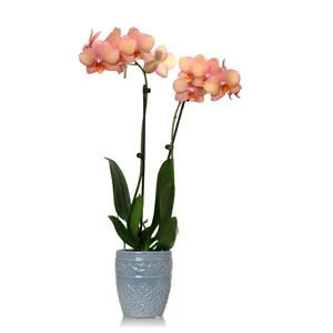 Las orquídeas Phalaenopsis son perfectas para quienes las poseen por primera vez