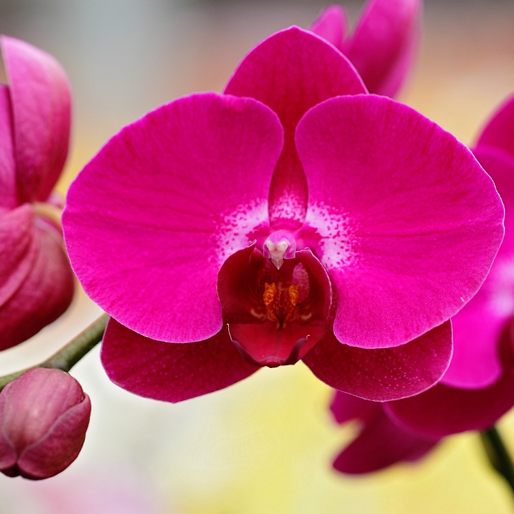 Estas 6 fotos de orquídeas Phalaenopsis te sorprenderán