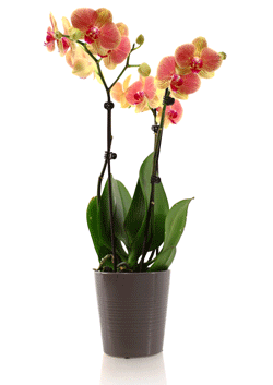 ¿Por qué a las orquídeas Phalaenopsis también se les llama orquídeas principiantes?