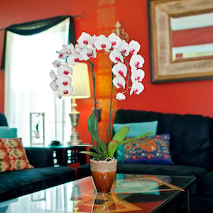 Por qué deberías tener orquídeas en tu casa