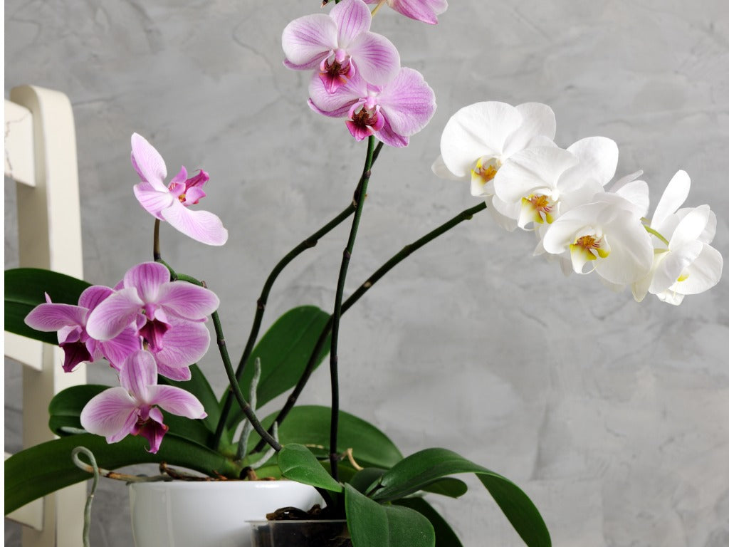 Por qué las orquídeas son los mejores regalos de Navidad