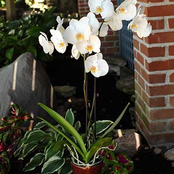 8 consejos para tomar y presentar excelentes fotografías de orquídeas