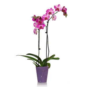Preguntas y respuestas sobre la orquídea Phalaenopsis, parte 1 de 2